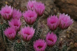desert blooms at desert botanical garden