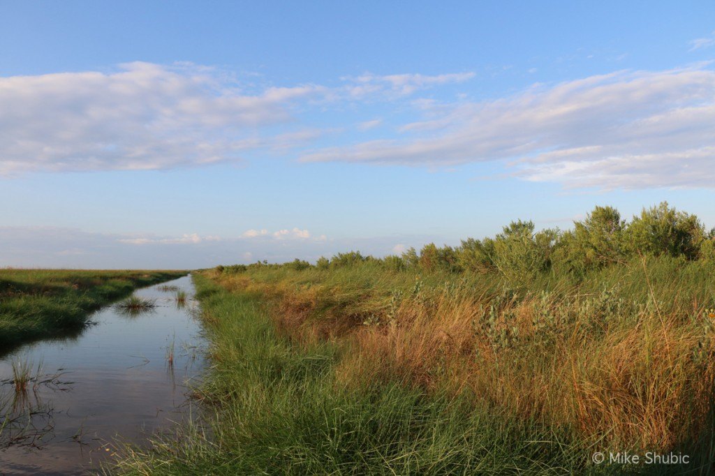 Louisiana Bayou