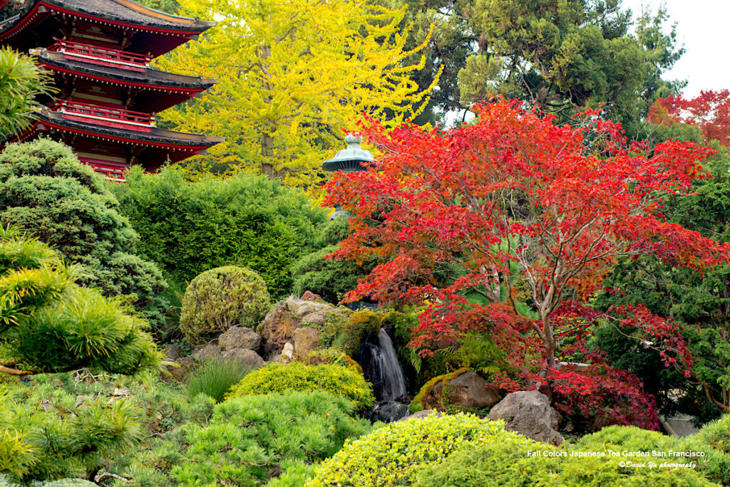 Japanese Tea Garden offers harmony in the heart of San Francisco