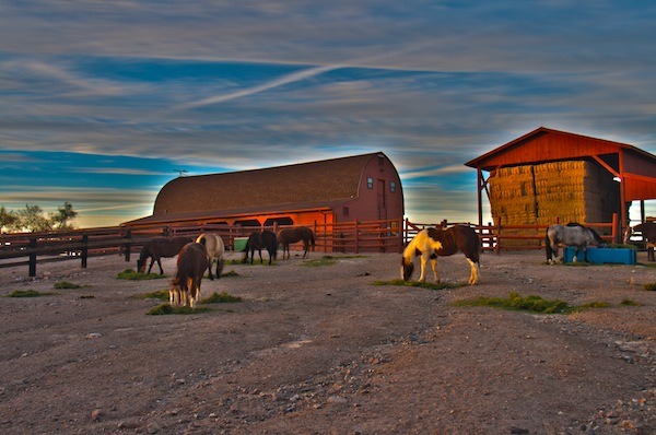 Barn with horses hdr